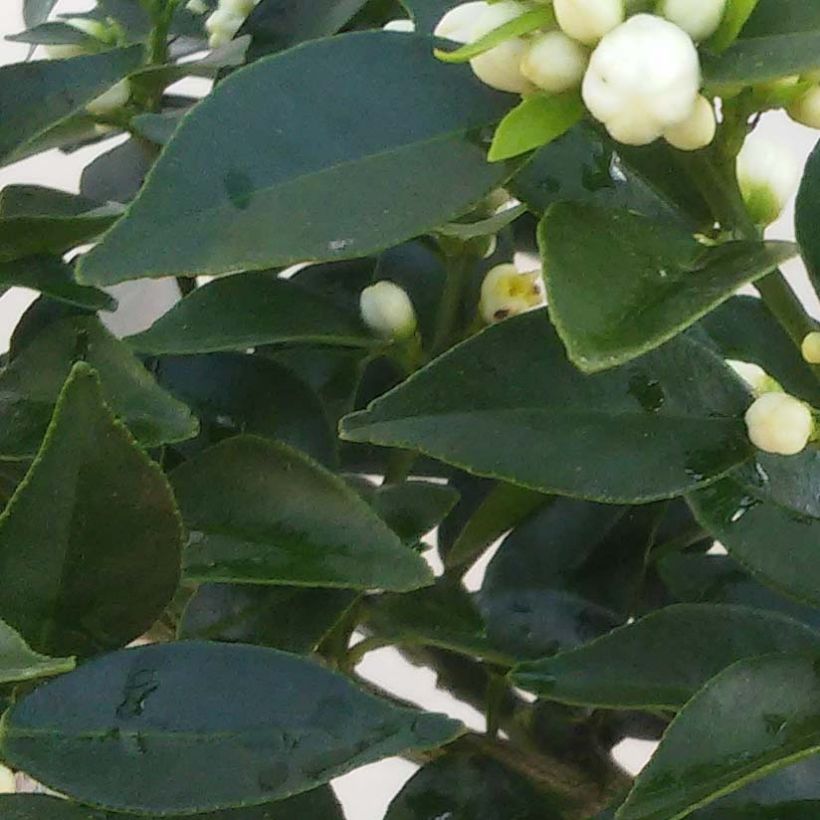 Mandarinier Chinois - Citrus myrtifolia (Feuillage)