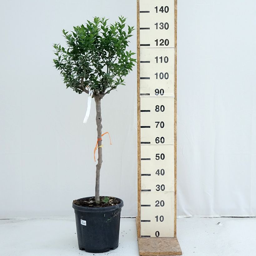Spécimen de Mandarinier Chinois - Citrus myrtifolia Pot de 18L/20L, Demi-Tige, Tige de 90 cm 8/10 tel que livré en été