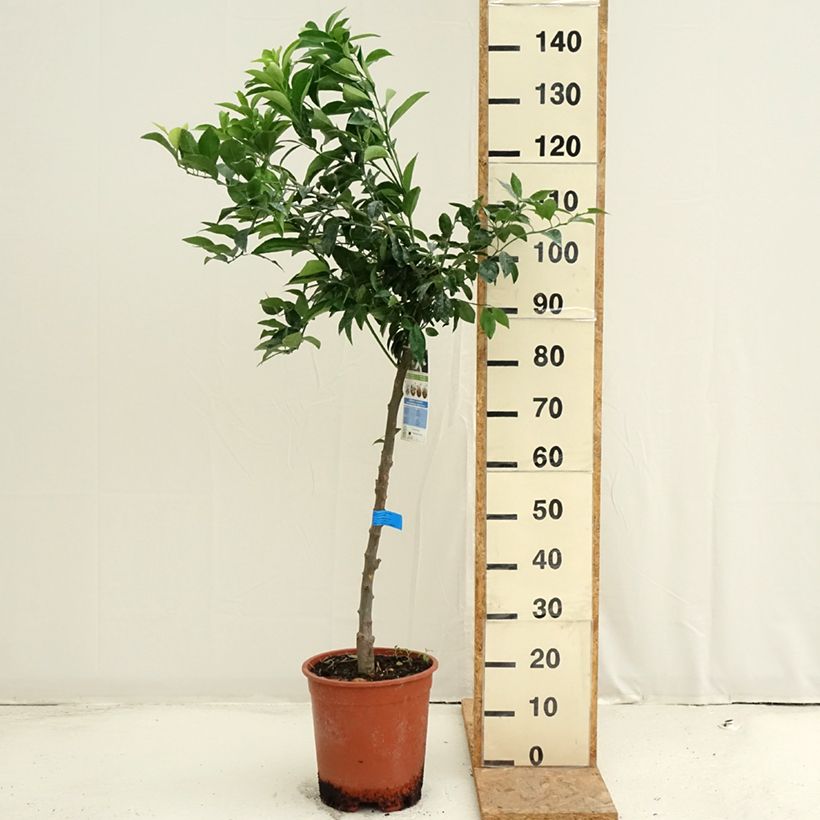 Spécimen de Mandarinier - Citrus deliciosa - Agrumes Pot de 7,5L/10L, Demi-Tige tel que livré en été