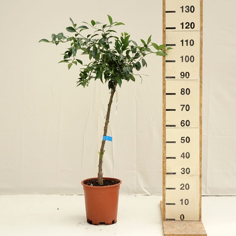 Spécimen de Mandarinier - Citrus deliciosa - Agrumes Pot de 7,5L/10L, Demi-Tige tel que livré au printemps