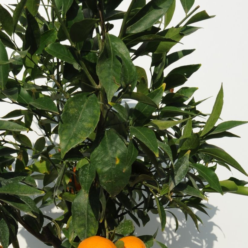 Mandarinier - Citrus deliciosa - Agrumes (Feuillage)