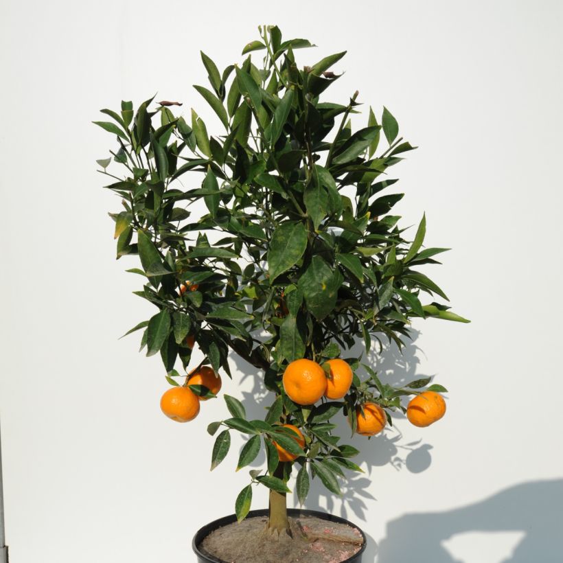 Mandarinier - Citrus deliciosa - Agrumes (Port)