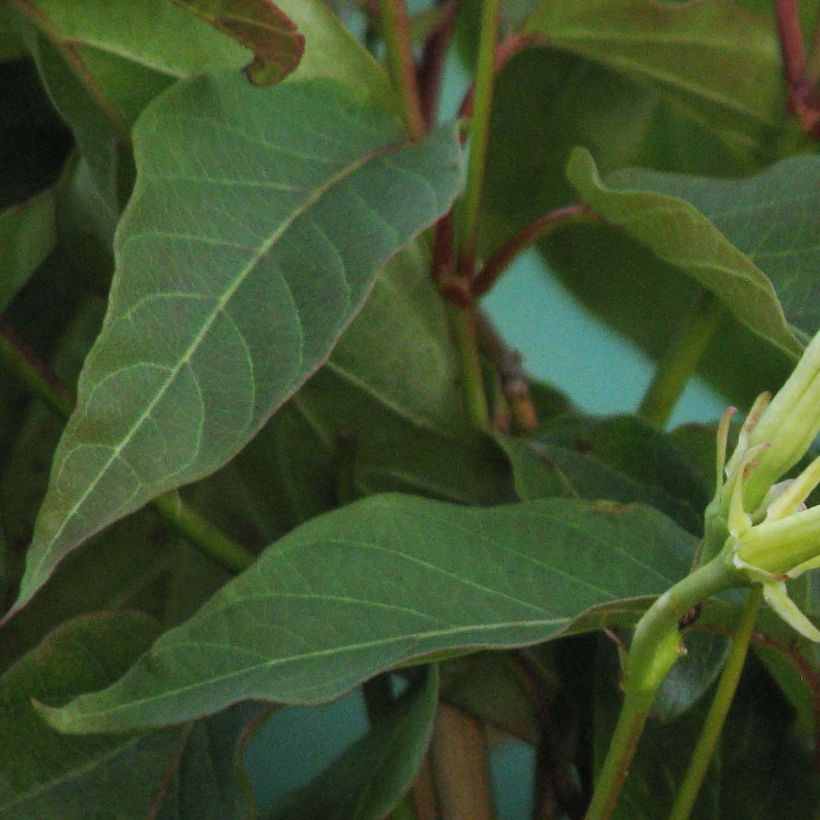 Mandevilla laxa - Jasmin du Chili (Feuillage)