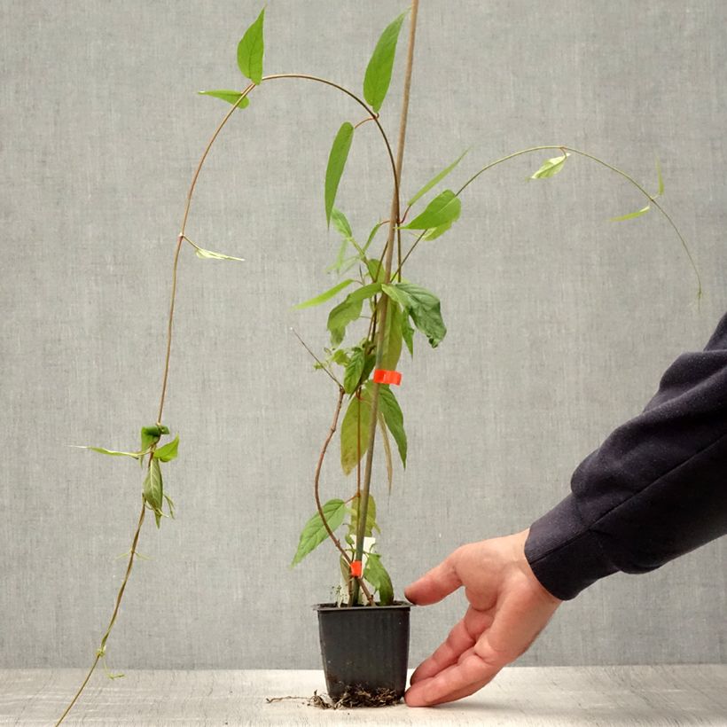 Spécimen de Mandevilla laxa - Jasmin du Chili Godet de 8/9 cm tel que livré en été