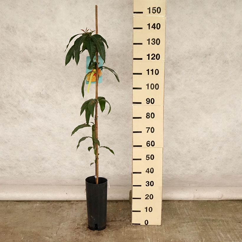 Spécimen de Mangifera indica - Manguier Pot de 6L/7L tel que livré en été