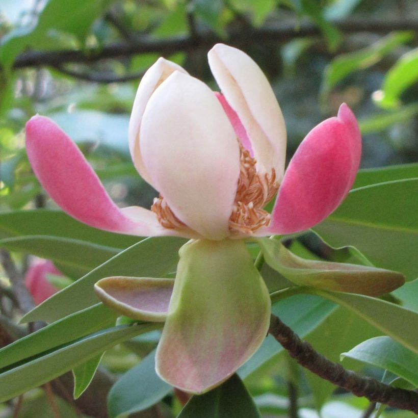 Manglietia (Magnolia) insignis (Floraison)