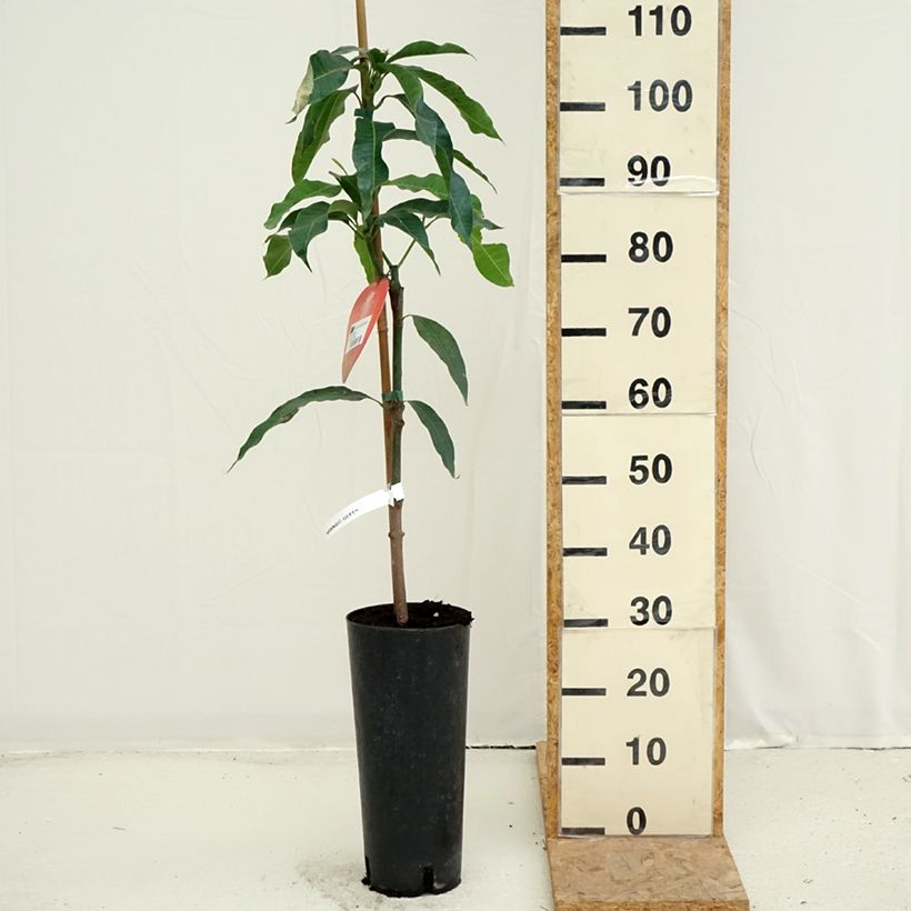 Spécimen de Manguier Irwin - Mangifera indica Pot de 6L/7L tel que livré en été