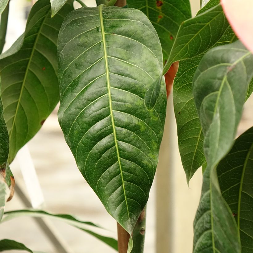 Manguier Keitt - Mangifera indica (Feuillage)