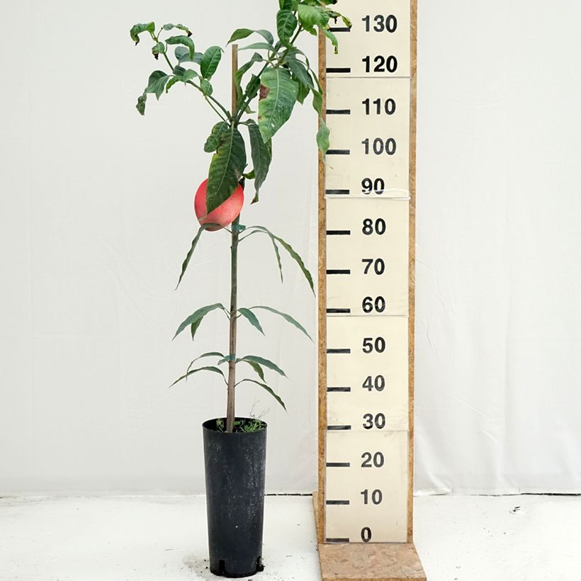 Spécimen de Manguier Keitt - Mangifera indica Pot de 6L/7L tel que livré en été