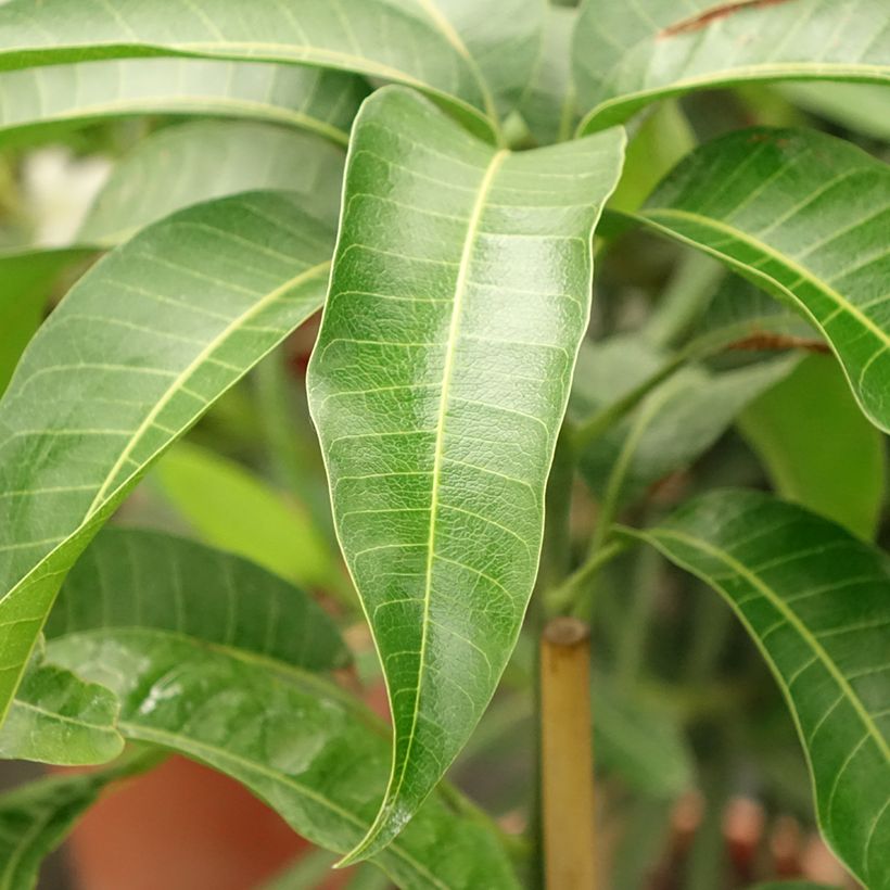 Manguier Kent - Mangifera indica (Feuillage)