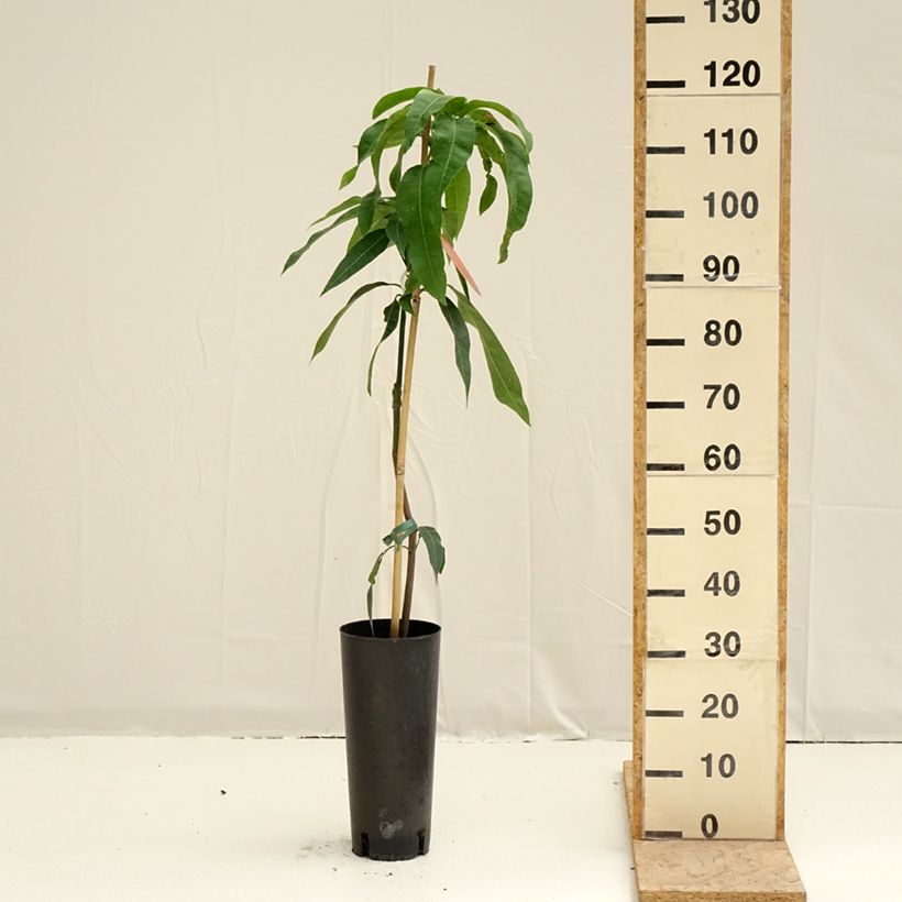 Spécimen de Manguier Kent - Mangifera indica Pot de 6L/7L tel que livré au printemps