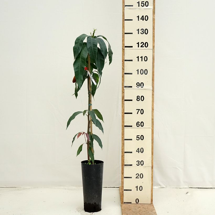 Spécimen de Manguier Palmer - Mangifera indica Pot de 6L/7L tel que livré en été