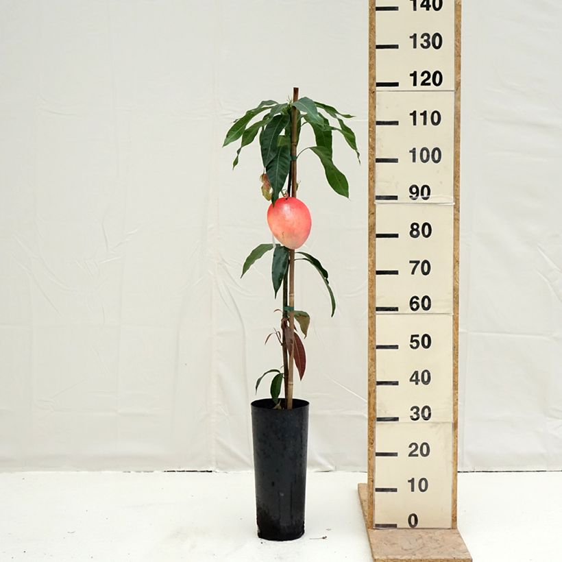 Spécimen de Manguier Palmer - Mangifera indica Pot de 6L/7L tel que livré au printemps