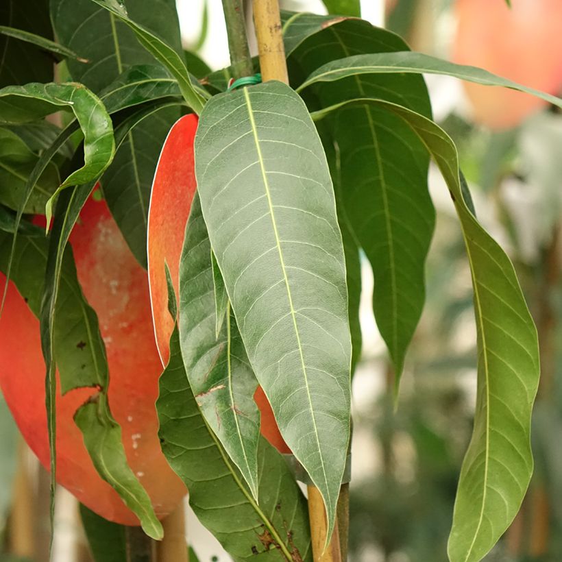 Manguier Tommy Atkins - Mangifera indica (Feuillage)