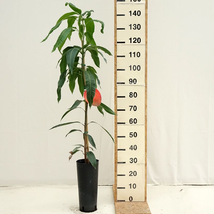Spécimen de Manguier Tommy Atkins - Mangifera indica Pot de 6L/7L tel que livré en été