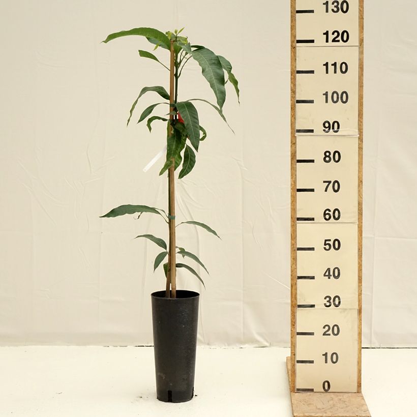 Spécimen de Manguier Tommy Atkins - Mangifera indica Pot de 6L/7L tel que livré au printemps