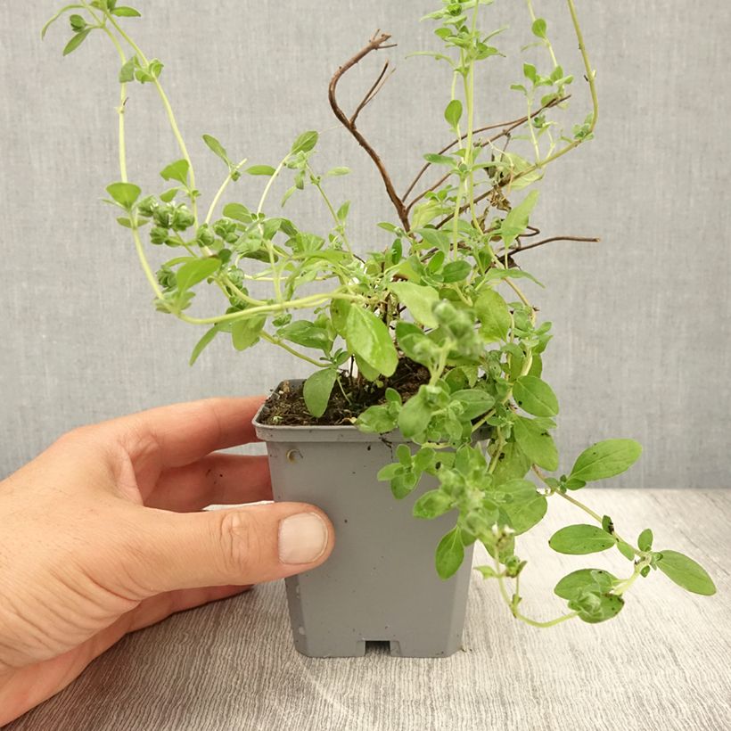 Spécimen de Marjolaine pizza - Origanum majorana Godet de 8/9 cm tel que livré en été