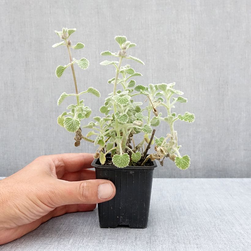 Spécimen de Marrubium supinum - Marrube couché Godet de 8/9 cm tel que livré en été
