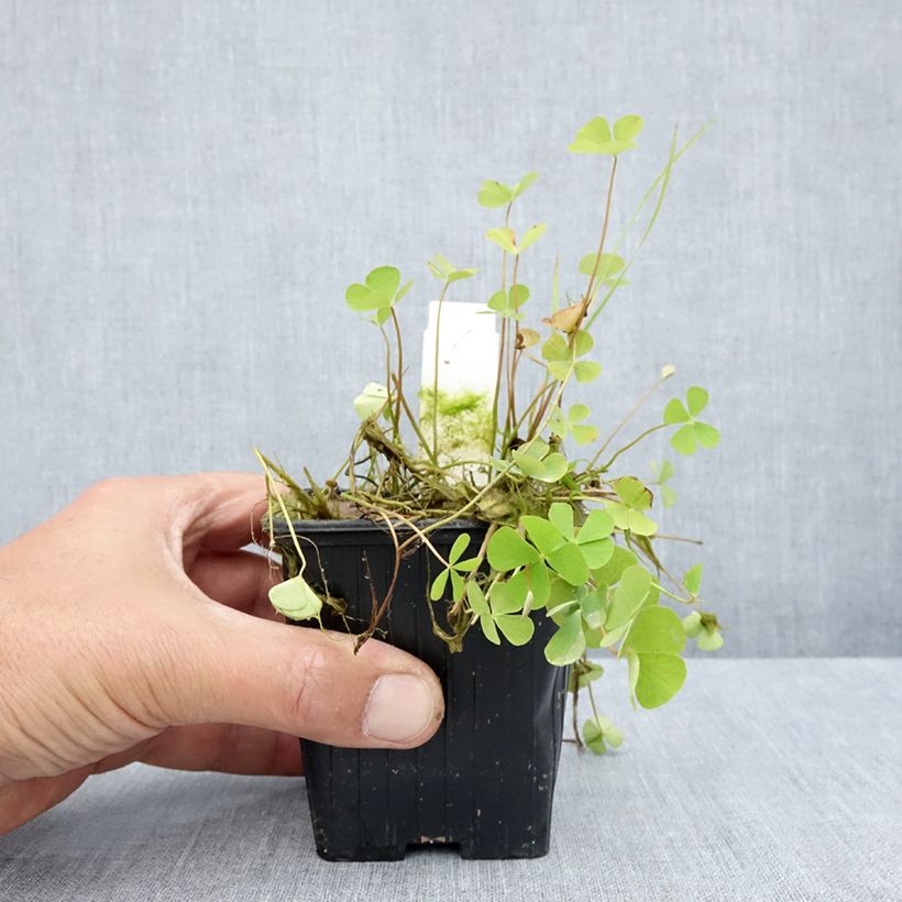 Spécimen de Marsilea quadrifolia - Marsilée à quatre feuilles Godet de 8/9 cm tel que livré en été