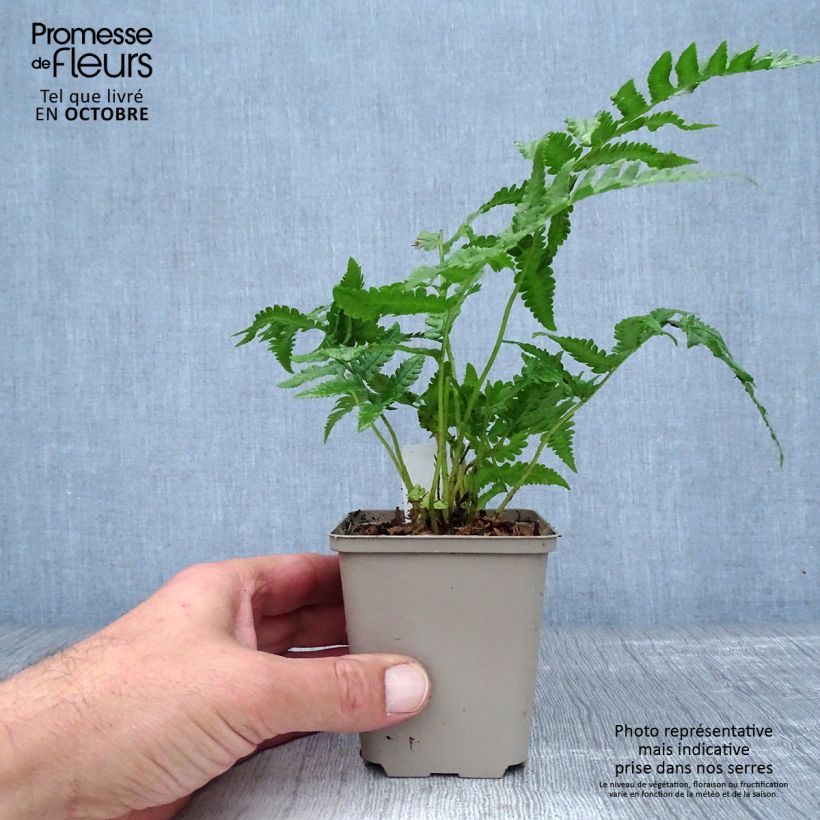 Spécimen de Matteuccia orientalis - Fougère plume d'autruche orientale Godet de 8/9 cm tel que livré en automne