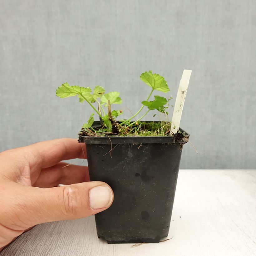 Spécimen de Mauve blanche - Malva moschata Alba Godet de 7/8 cm tel que livré en été