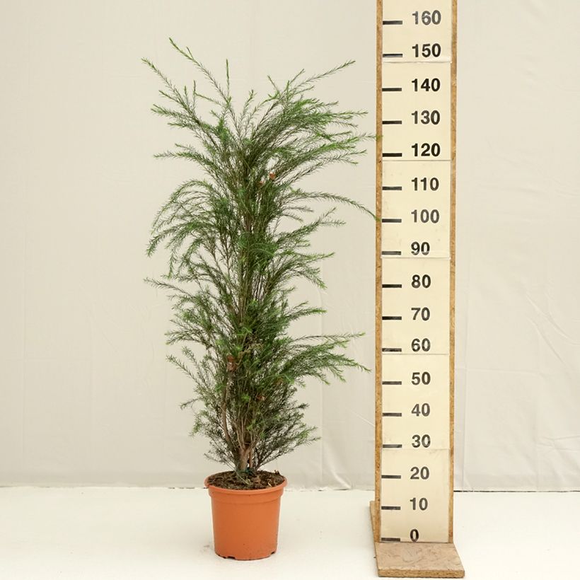 Spécimen de Melaleuca alternifolia - Arbre à thé Pot de 7,5L/10L tel que livré au printemps