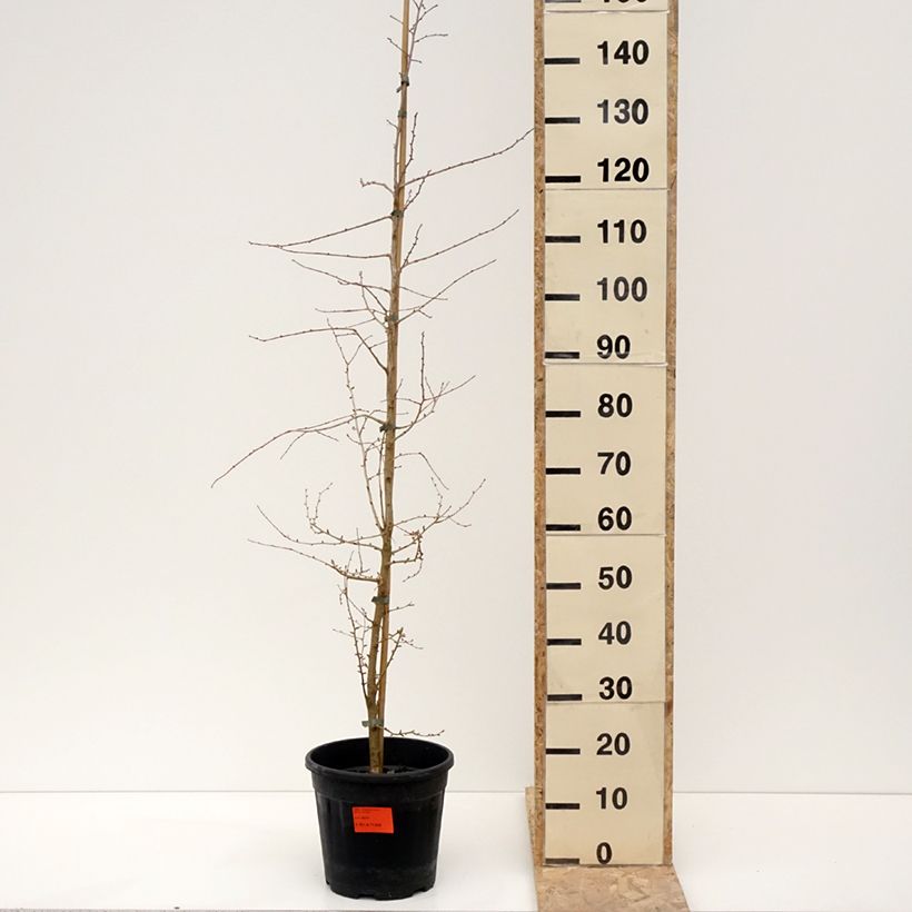 Spécimen de Mélèze de Chine - Pseudolarix amabilis Pot de 7,5L/10LHauteur livrée env. 40/60cm tel que livré en hiver