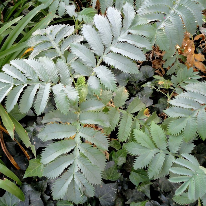 Melianthus major - Grande mélianthe (Feuillage)