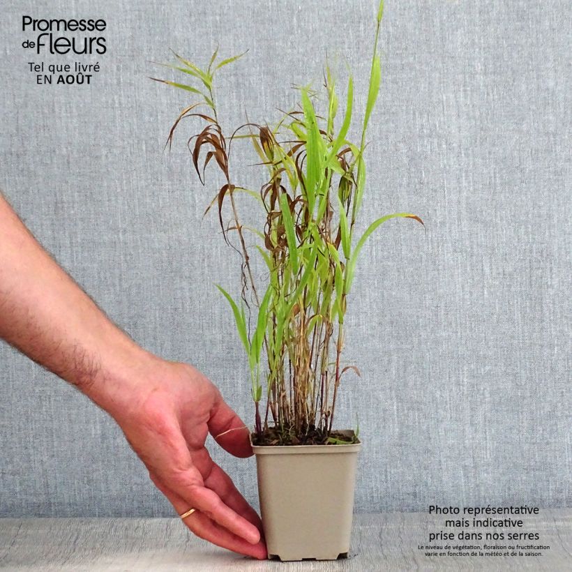 Spécimen de Melica altissima Atropurpurea - Mélique élevée Godet de 8/9 cm tel que livré en été
