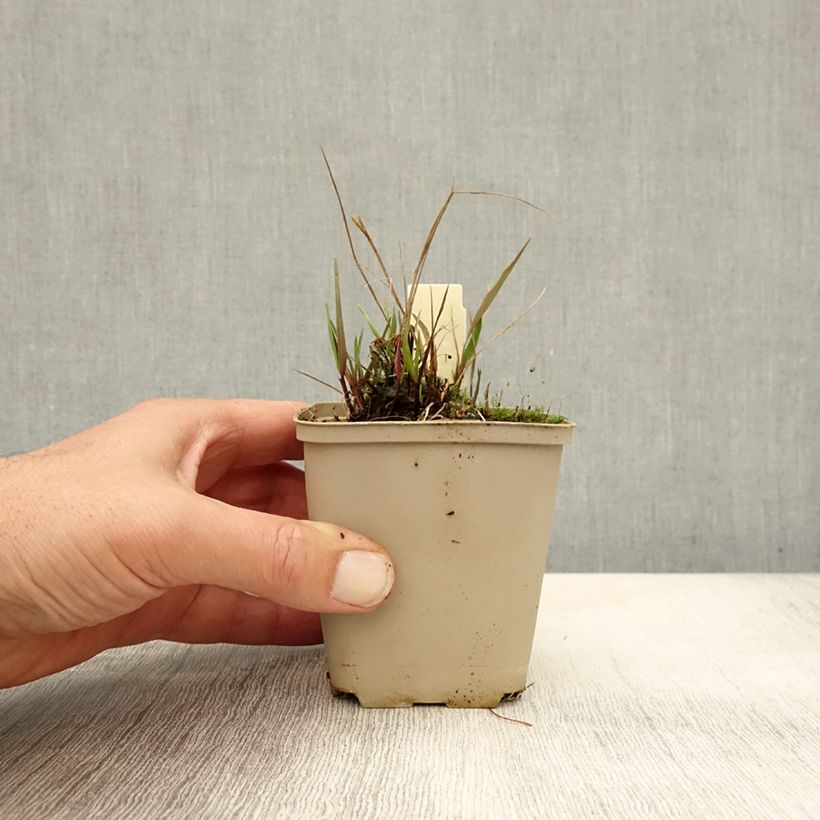 Spécimen de Melica nutans - Mélique penchée Godet de 8/9 cm tel que livré en automne