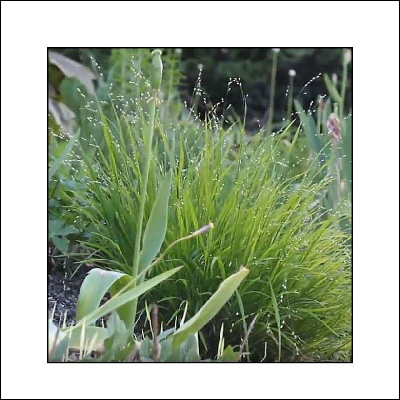 Melica uniflora albida - Mélique à une fleur (Feuillage)