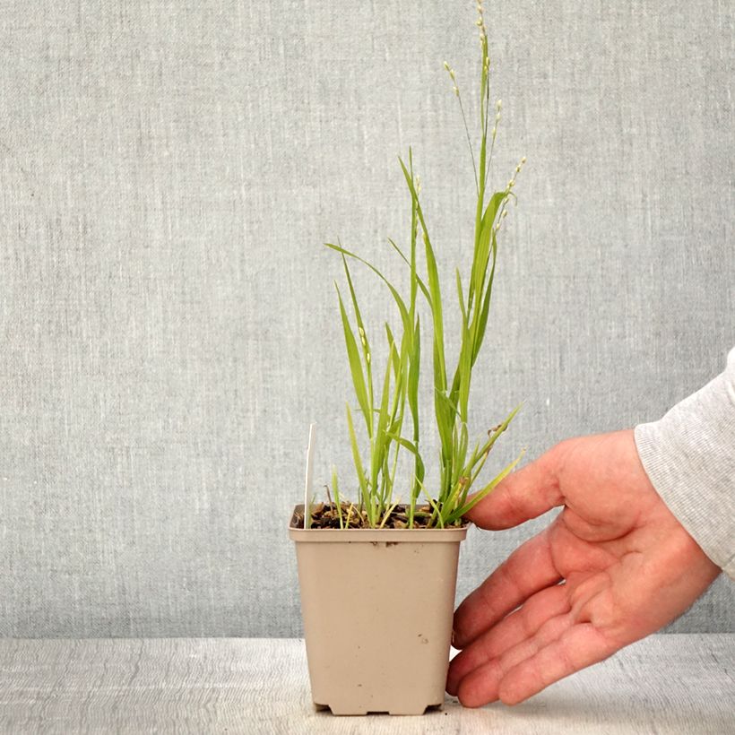 Spécimen de Melica uniflora albida - Mélique à une fleur Godet de 8/9 cm tel que livré au printemps
