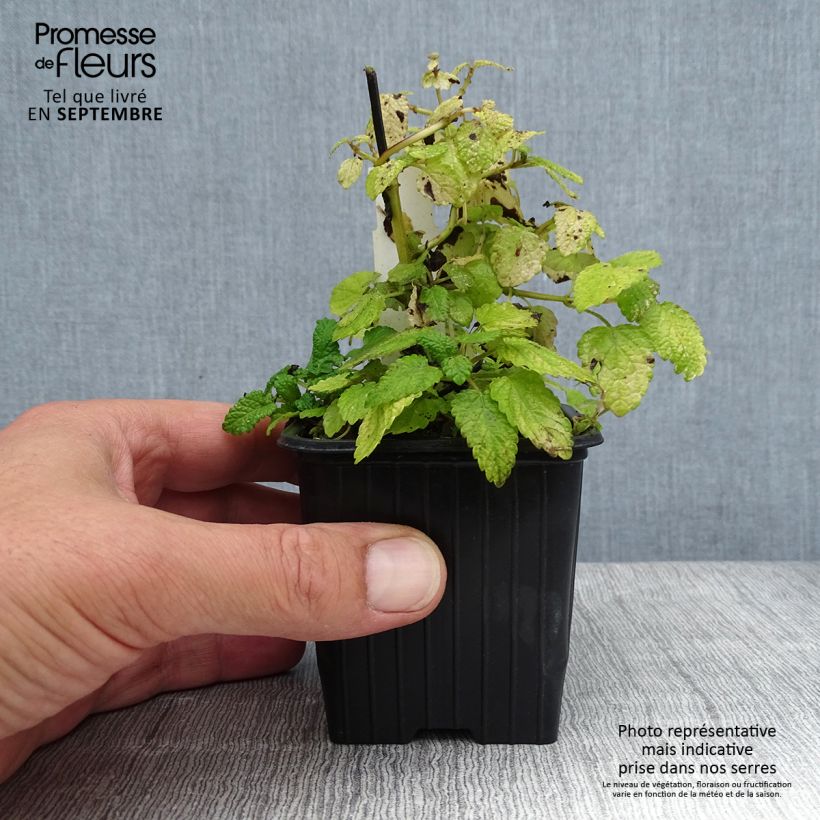 Spécimen de Mélisse, Melissa officinalis Aurea Godet de 8/9 cm tel que livré en été