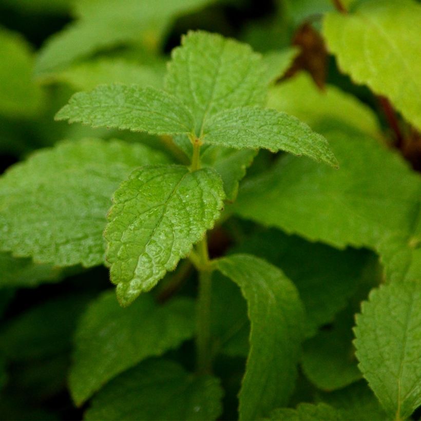 Mélitte, Melittis melissophyllum Alba (Feuillage)