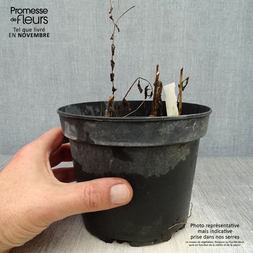 Spécimen de Mélitte, Melittis melissophyllum Alba Pot de 2L/3L tel que livré en automne