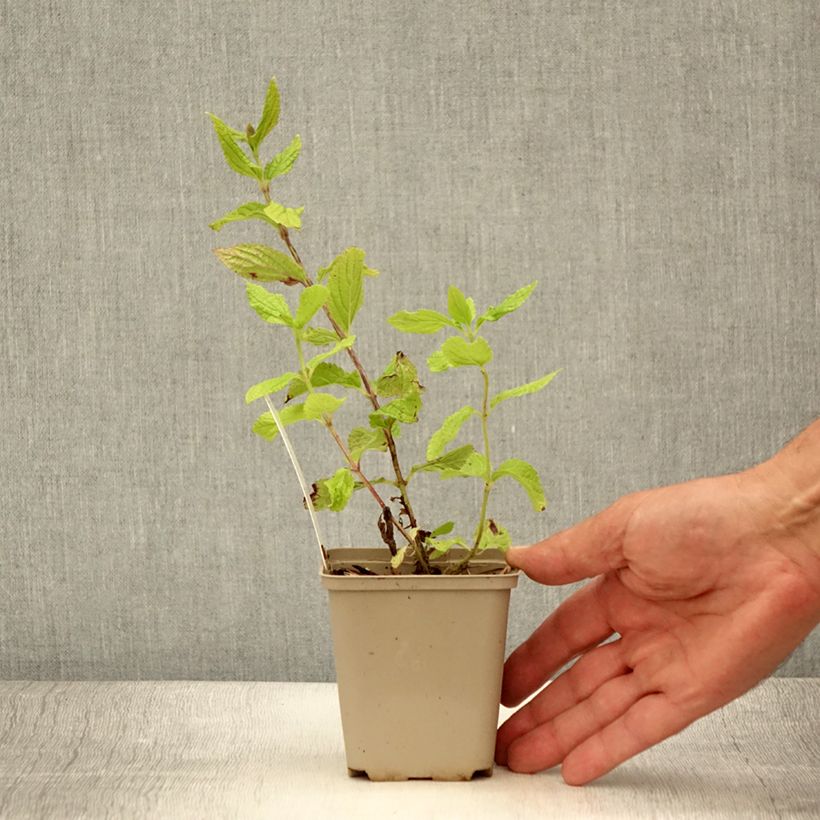 Spécimen de Mélitte - Melittis melissophyllum Godet de 8/9 cm tel que livré en été