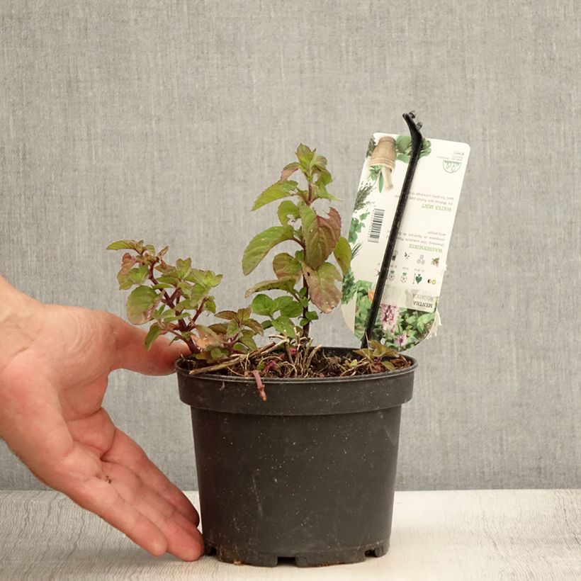 Spécimen de Menthe aquatique - Mentha aquatica Pot de 1,5L/2L tel que livré en été
