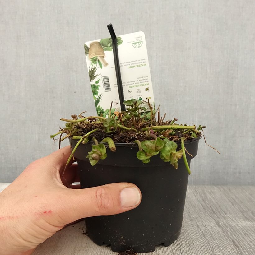 Spécimen de Menthe aquatique - Mentha aquatica pot de 1.5L/2L tel que livré au printemps