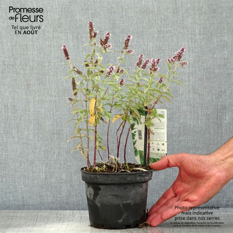 Spécimen de Menthe asiatique - Mentha asiatica asian Pot de 1,5L/2L tel que livré en été