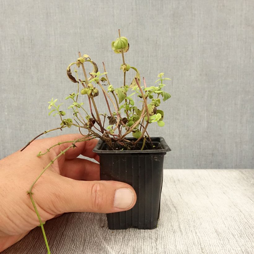 Spécimen de Menthe banane BIO - Mentha arvensis Banana Godet de 8/9 cm tel que livré en été