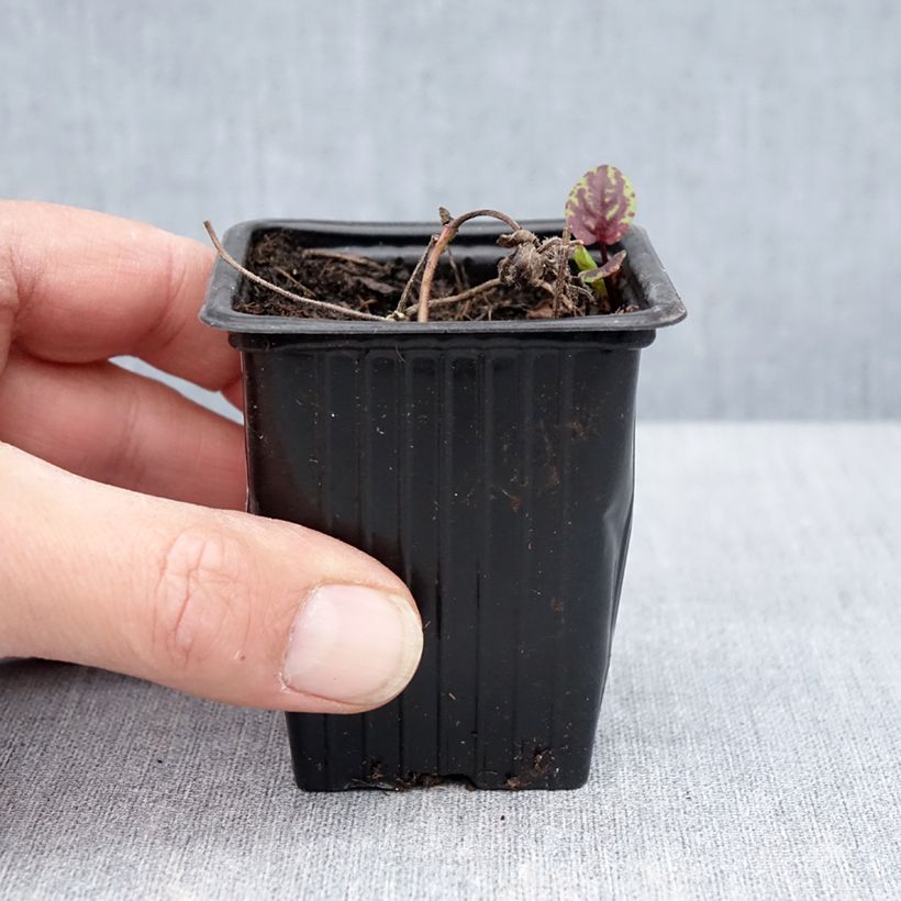 Spécimen de Menthe banane BIO - Mentha arvensis Banana Godet de 8 cm tel que livré au printemps