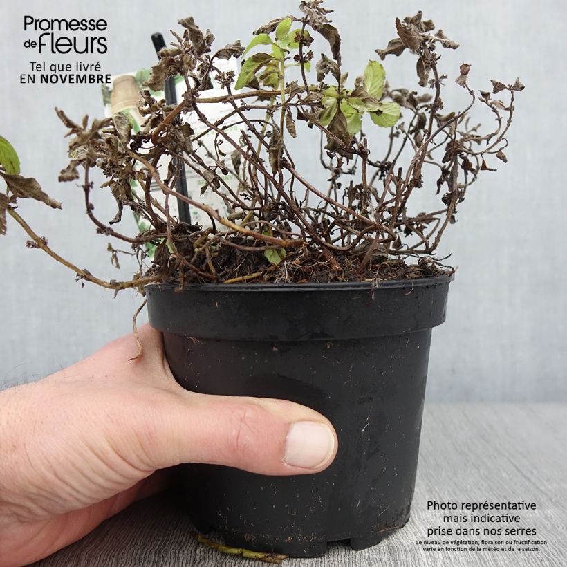 Spécimen de Menthe banane - Mentha arvensis Banana  Pot de 1,5L/2L tel que livré en automne