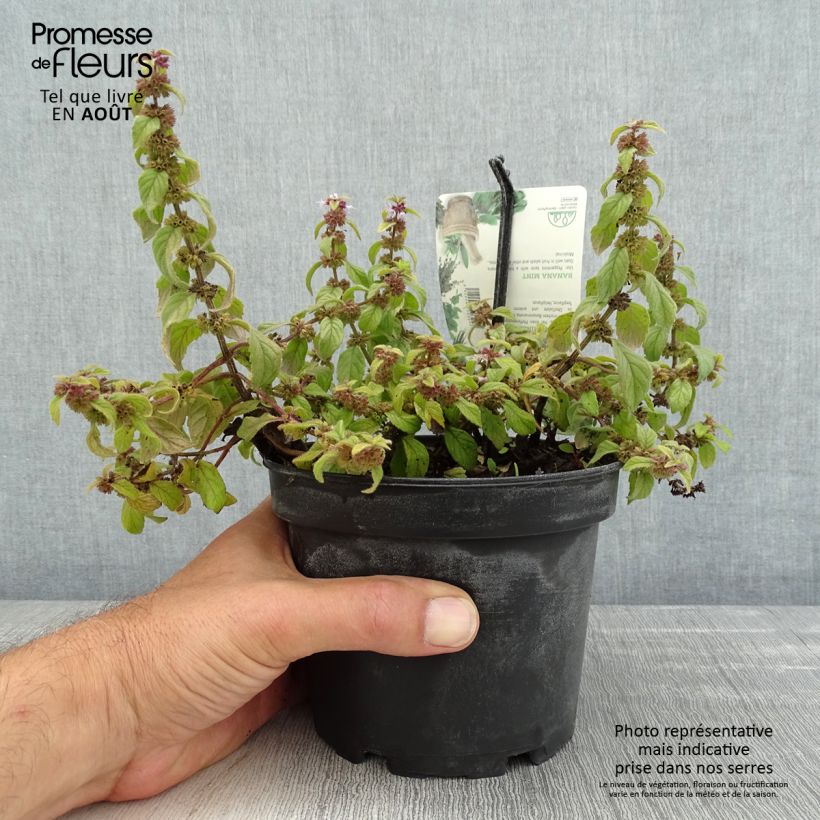 Spécimen de Menthe banane - Mentha arvensis Banana  Pot de 1,5L/2L tel que livré en été