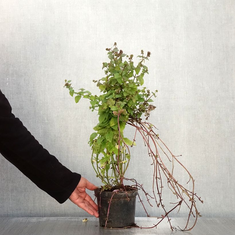Spécimen de Menthe Bergamote BIO - Mentha citrata Bergamote Pot de 2L/3L tel que livré en automne