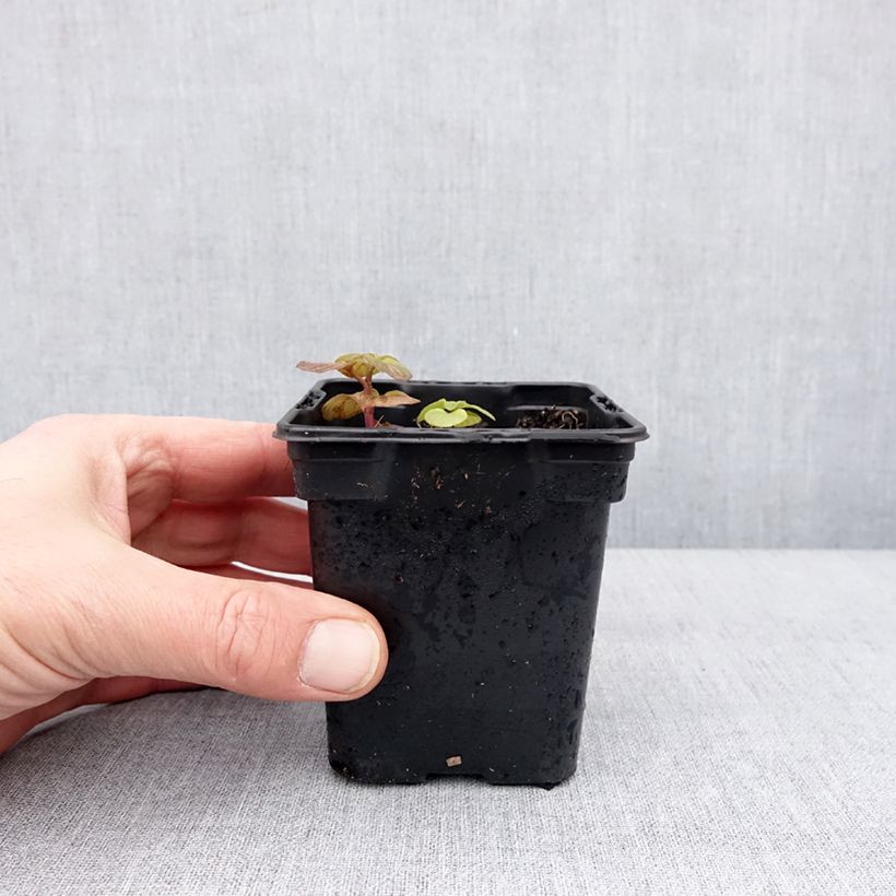 Spécimen de Menthe Chartreuse BIO - Mentha piperita Chartreuse Godet de 8/9 cm tel que livré en hiver