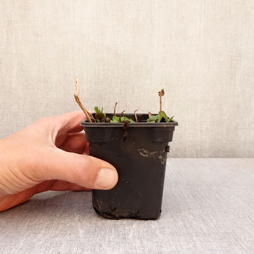 Spécimen de Menthe Chartreuse BIO - Mentha piperita Chartreuse Godet de 8 cm tel que livré au printemps