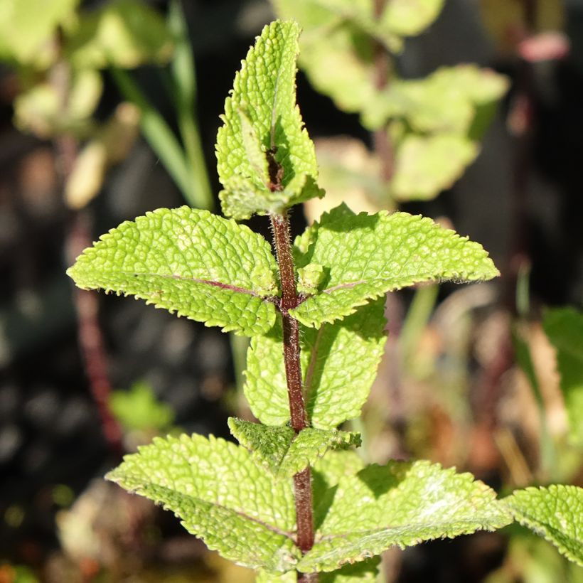 Menthe Chinoise BIO - Mentha haplocalyx (Feuillage)