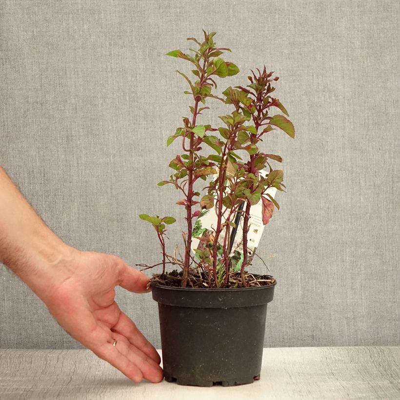 Spécimen de Menthe chocolat - Mentha x piperita schocominze Pot de 1,5L/2L tel que livré en été