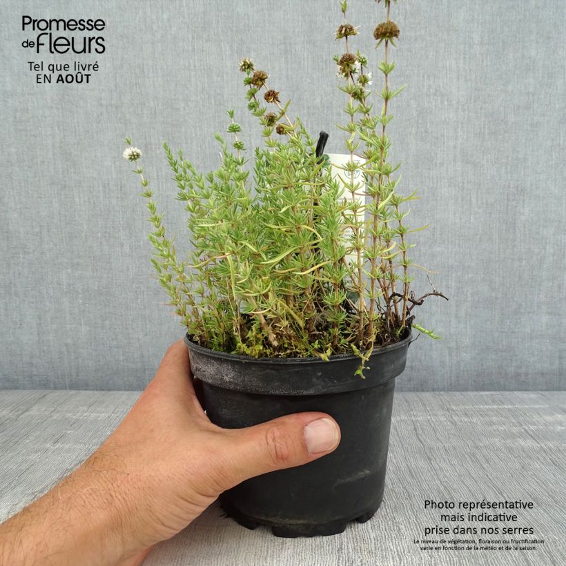 Spécimen de Menthe des Cerfs - Mentha cervina Pot de 1,5L/2L tel que livré en été