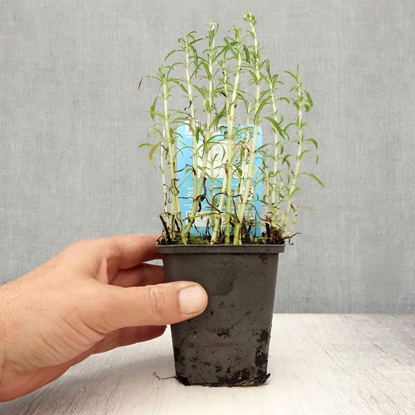 Spécimen de Menthe des cerfs - Mentha ou Preslia cervina Alba Godet de 8/9 cm tel que livré en été